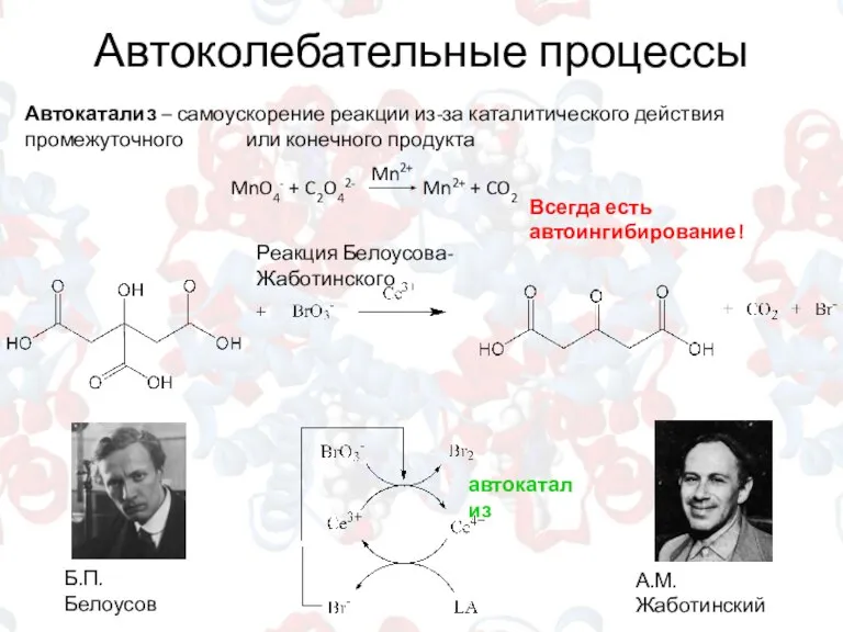 Автоколебательные процессы Автокатализ – самоускорение реакции из-за каталитического действия промежуточного или конечного