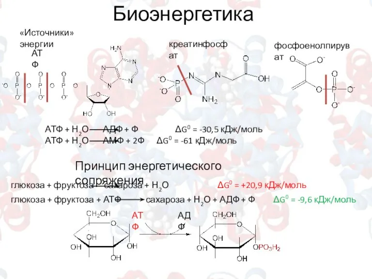 Биоэнергетика Принцип энергетического сопряжения «Источники» энергии АТФ креатинфосфат фосфоенолпируват