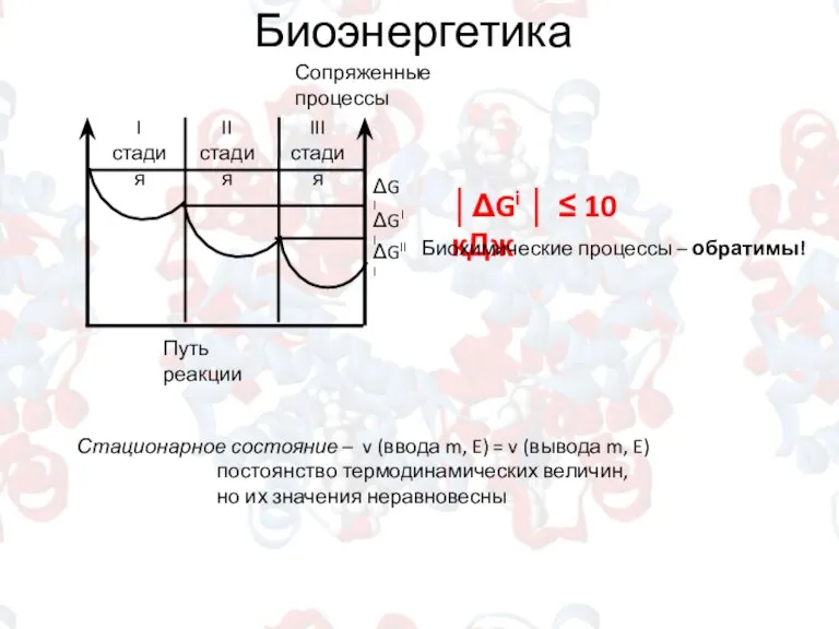 Биоэнергетика │ΔGi │ ≤ 10 кДж Биохимические процессы – обратимы! Стационарное состояние