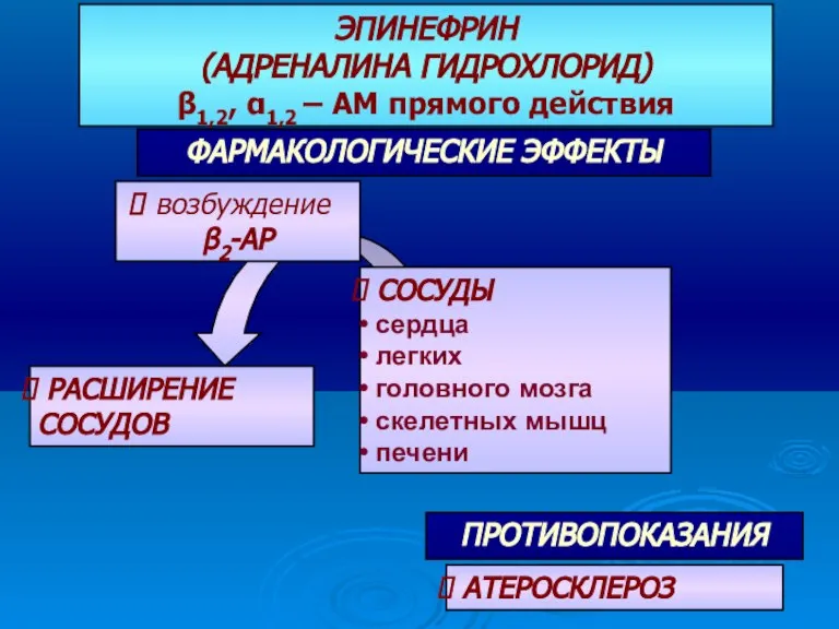 ФАРМАКОЛОГИЧЕСКИЕ ЭФФЕКТЫ ЭПИНЕФРИН (АДРЕНАЛИНА ГИДРОХЛОРИД) β1,2, α1,2 – АМ прямого действия