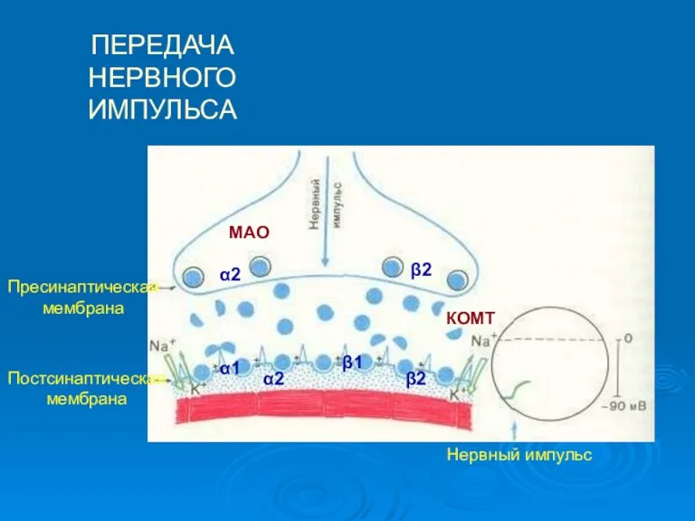 ПЕРЕДАЧА НЕРВНОГО ИМПУЛЬСА