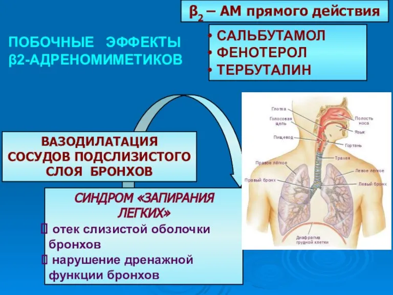 ВАЗОДИЛАТАЦИЯ СОСУДОВ ПОДСЛИЗИСТОГО СЛОЯ БРОНХОВ СИНДРОМ «ЗАПИРАНИЯ ЛЕГКИХ» отек слизистой оболочки бронхов