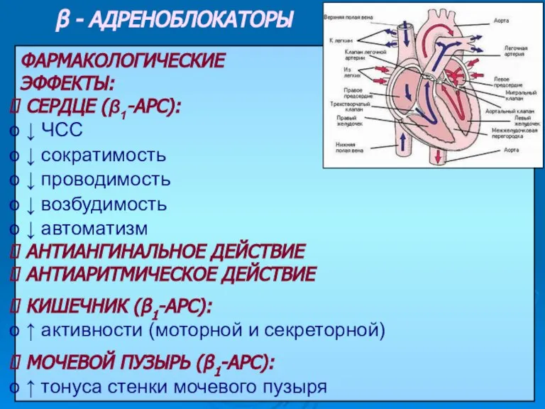 β - АДРЕНОБЛОКАТОРЫ ФАРМАКОЛОГИЧЕСКИЕ ЭФФЕКТЫ: СЕРДЦЕ (β1-АРС): ↓ ЧСС ↓ сократимость ↓