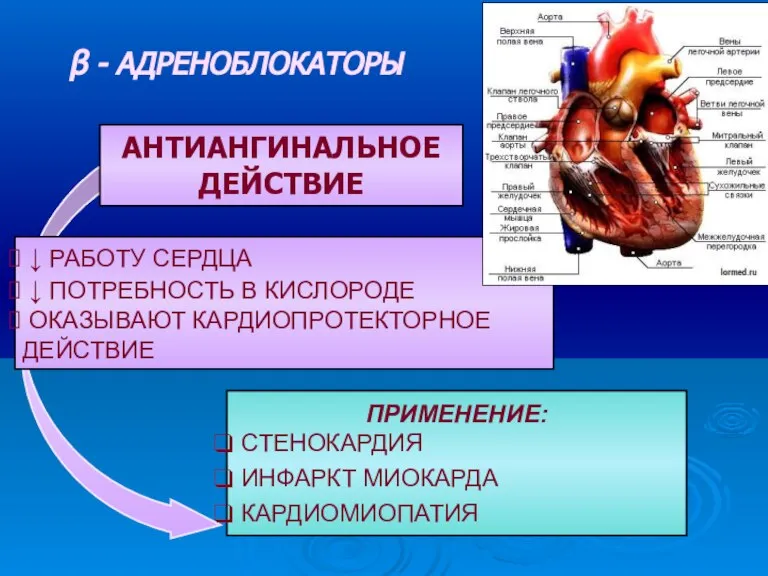 ↓ РАБОТУ СЕРДЦА ↓ ПОТРЕБНОСТЬ В КИСЛОРОДЕ ОКАЗЫВАЮТ КАРДИОПРОТЕКТОРНОЕ ДЕЙСТВИЕ АНТИАНГИНАЛЬНОЕ ДЕЙСТВИЕ