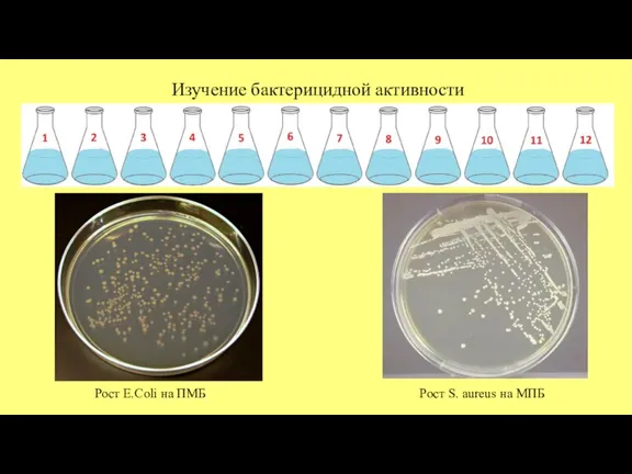 Изучение бактерицидной активности Рост E.Coli на ПМБ Рост S. aureus на МПБ