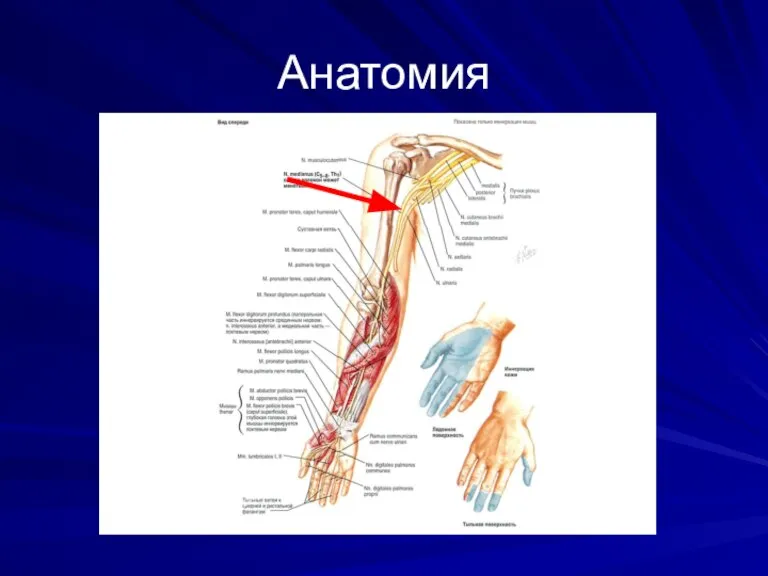 Анатомия