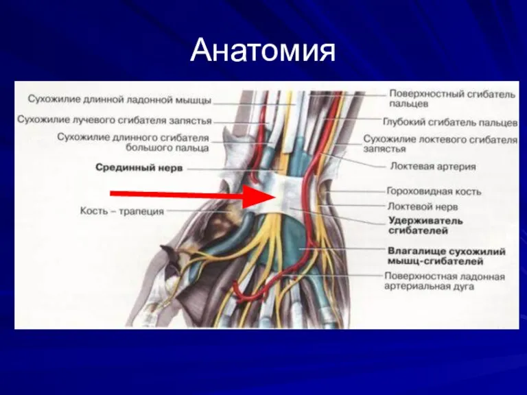 Анатомия