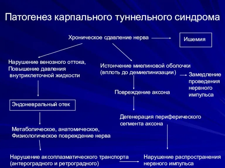 Патогенез карпального туннельного синдрома Хроническое сдавление нерва Эндоневральный отек Ишемия Нарушение венозного