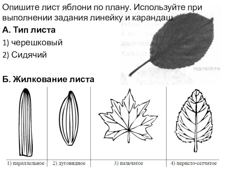 Опишите лист яблони по плану. Используйте при выполнении задания линейку и карандаш.