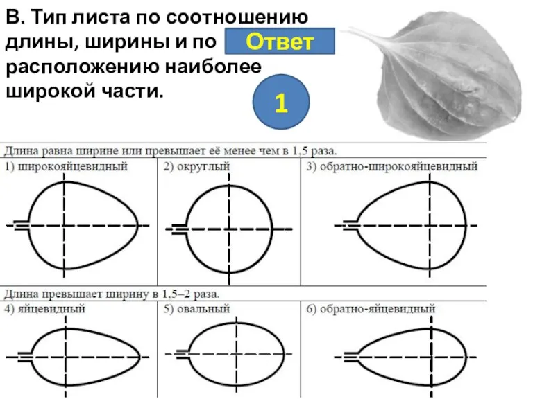 В. Тип листа по соотношению длины, ширины и по расположению наиболее широкой части. Ответ 1