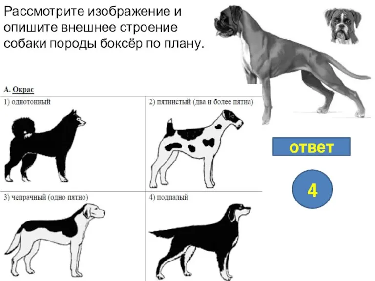 Рассмотрите изображение и опишите внешнее строение собаки породы боксёр по плану. ответ 4