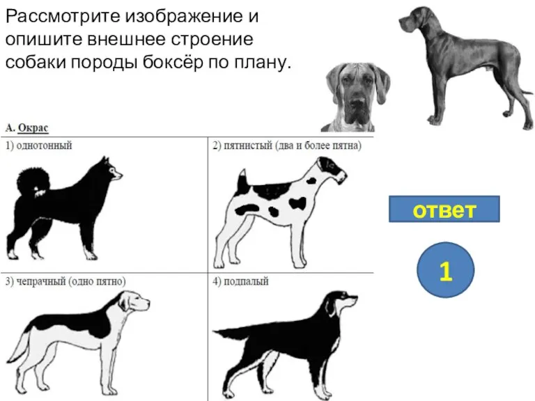 Рассмотрите изображение и опишите внешнее строение собаки породы боксёр по плану. ответ 1