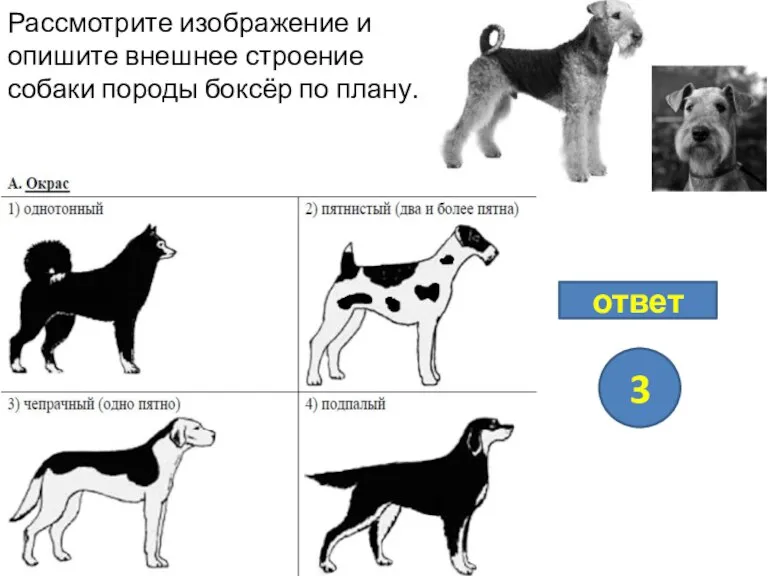 Рассмотрите изображение и опишите внешнее строение собаки породы боксёр по плану. ответ 3