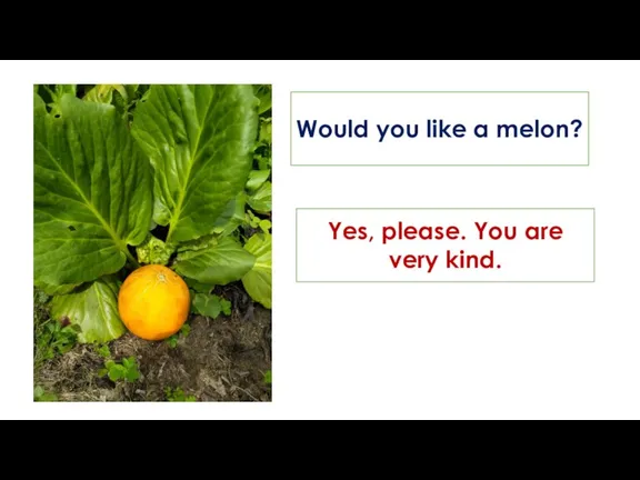 Would you like a melon? Yes, please. You are very kind.