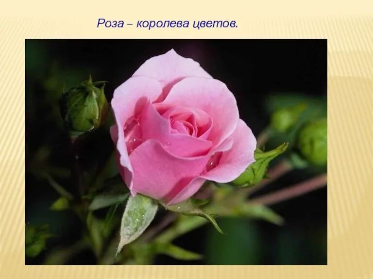 Роза – королева цветов.