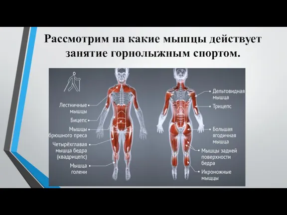 Рассмотрим на какие мышцы действует занятие горнолыжным спортом.