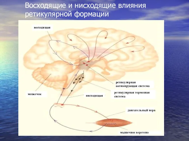 Восходящие и нисходящие влияния ретикулярной формации мышечное веретено двигательный нерв нисходящая ретикулярная