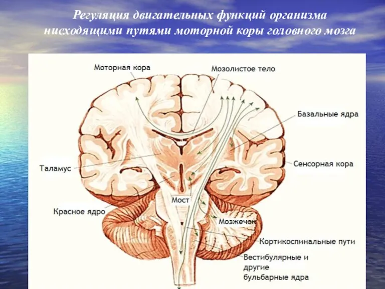 Регуляция двигательных функций организма нисходящими путями моторной коры головного мозга