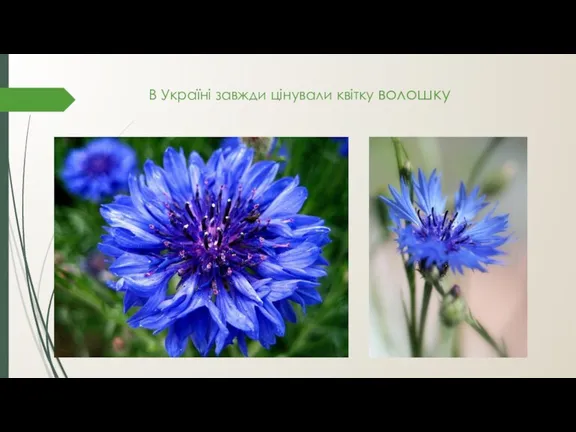В Україні завжди цінували квітку волошку