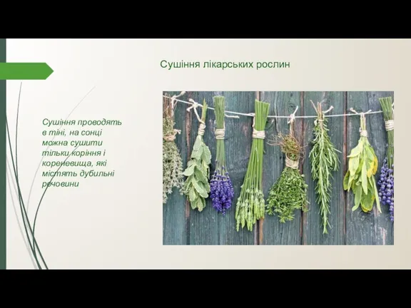 Сушіння лікарських рослин Сушіння проводять в тіні, на сонці можна сушити тільки