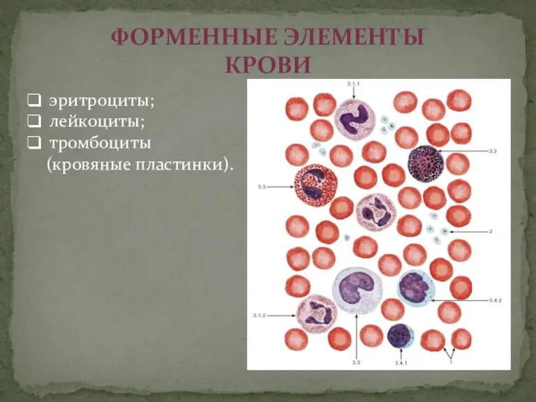 ФОРМЕННЫЕ ЭЛЕМЕНТЫ КРОВИ эритроциты; лейкоциты; тромбоциты (кровяные пластинки).