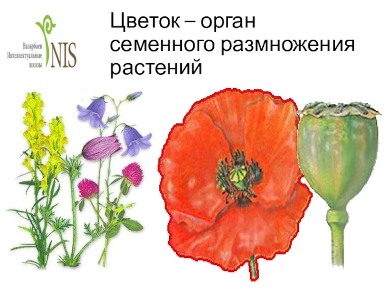 Цветок – орган семенного размножения растений