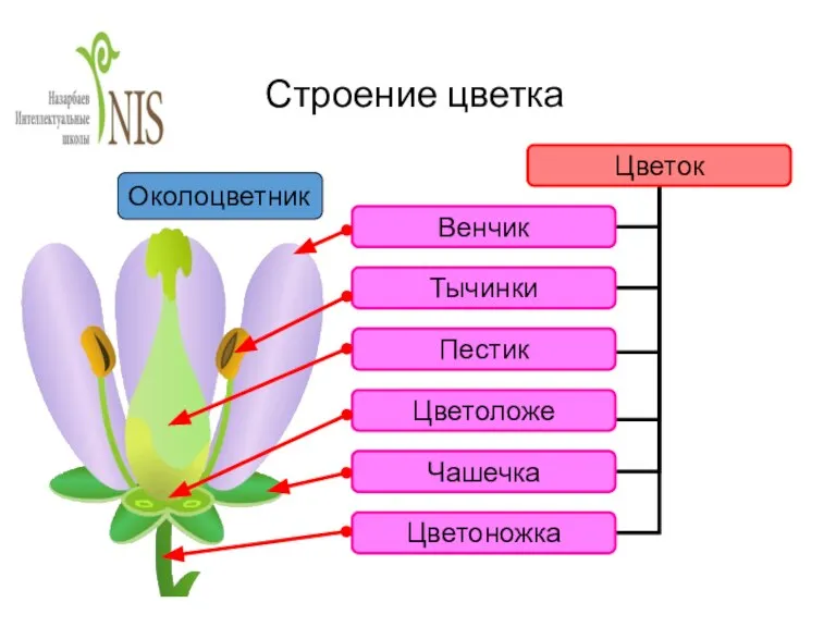 Строение цветка Околоцветник