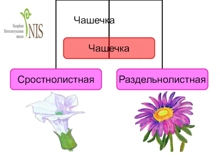 Чашечка