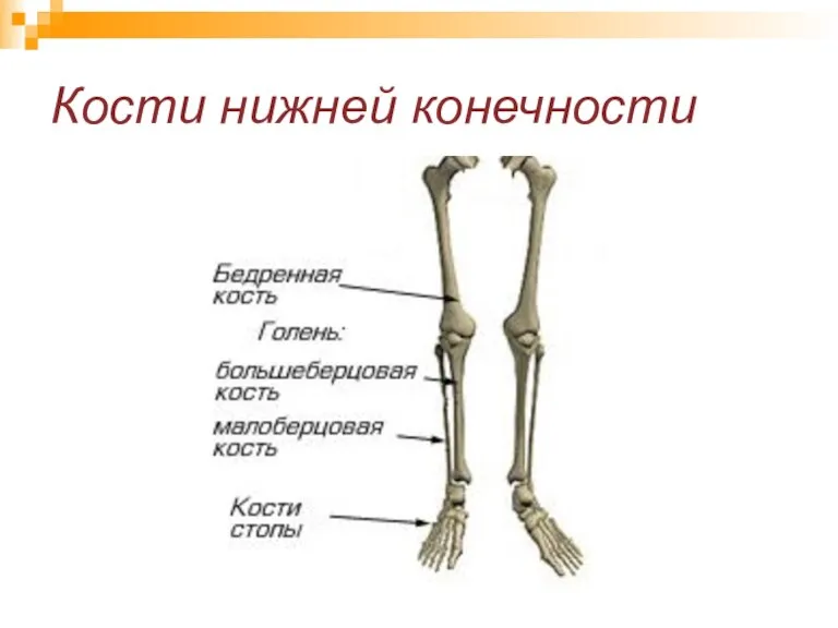 Кости нижней конечности