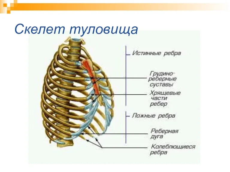 Скелет туловища