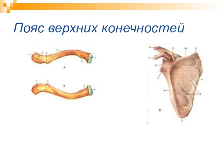 Пояс верхних конечностей