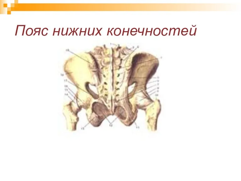 Пояс нижних конечностей