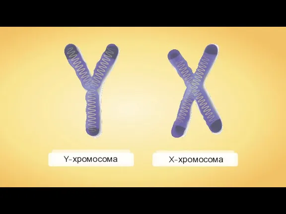 Y-хромосома X-хромосома