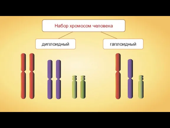 диплоидный гаплоидный Набор хромосом человека