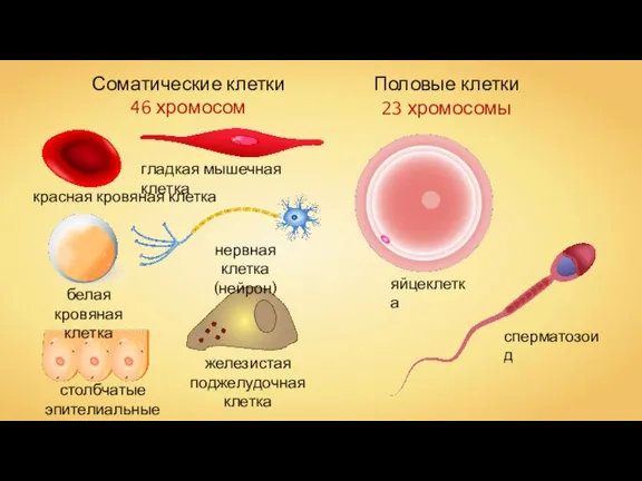 Половые клетки 23 хромосомы Соматические клетки 46 хромосом красная кровяная клетка белая