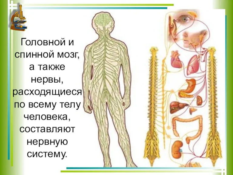 Головной и спинной мозг, а также нервы, расходящиеся по всему телу человека, составляют нервную систему.