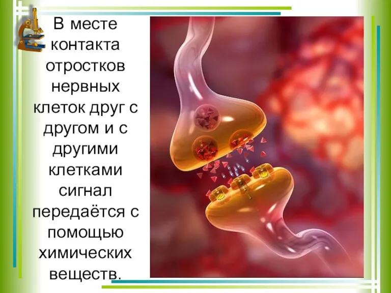 В месте контакта отростков нервных клеток друг с другом и с другими