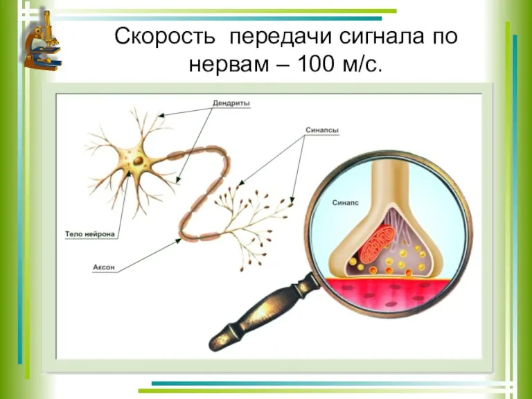 Скорость передачи сигнала по нервам – 100 м/с.