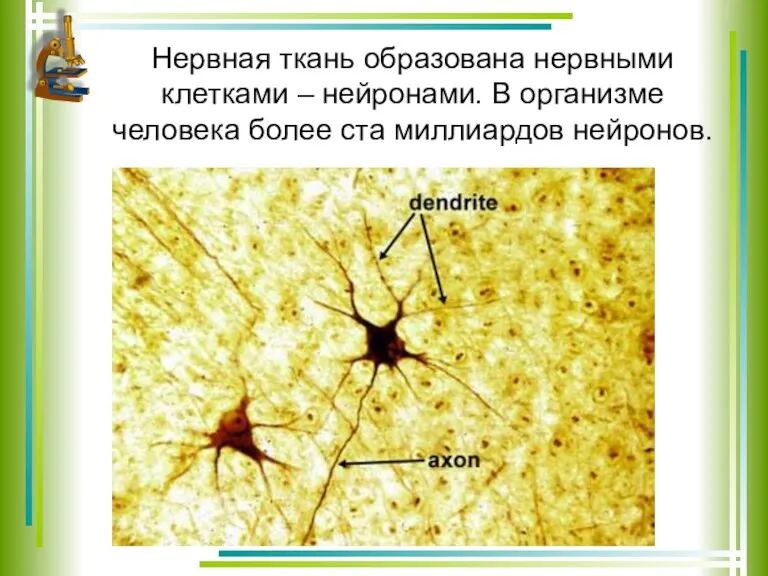 Нервная ткань образована нервными клетками – нейронами. В организме человека более ста миллиардов нейронов.