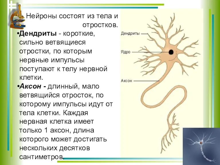 Нейроны состоят из тела и отростков. Дендриты - короткие, сильно ветвящиеся отростки,