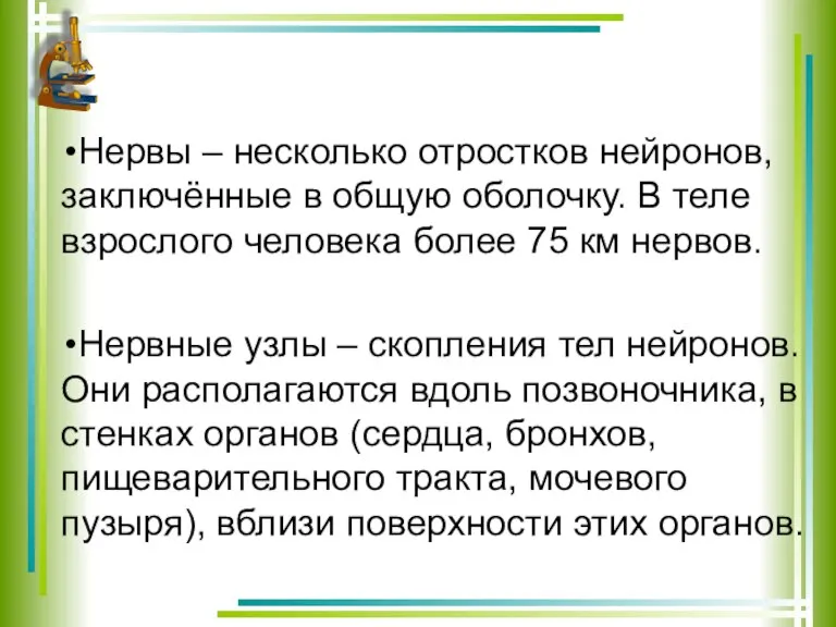 Нервы – несколько отростков нейронов, заключённые в общую оболочку. В теле взрослого