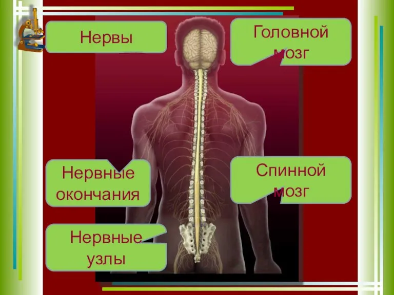 Головной мозг Спинной мозг Нервы Нервные узлы Нервные окончания