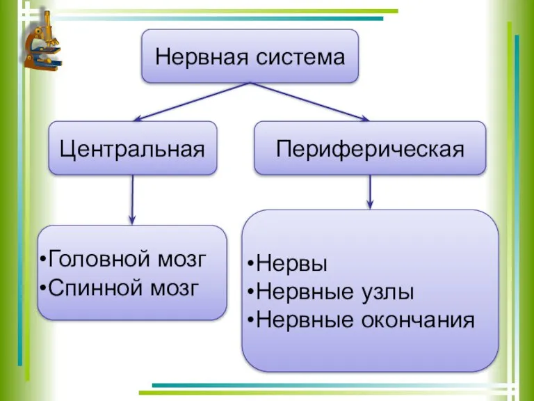 Нервная система Центральная Периферическая Головной мозг Спинной мозг Нервы Нервные узлы Нервные окончания