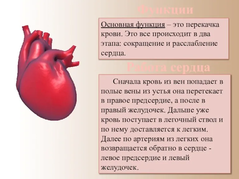 Основная функция – это перекачка крови. Это все происходит в два этапа: