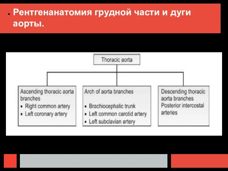 Рентгенанатомия грудной части и дуги аорты.