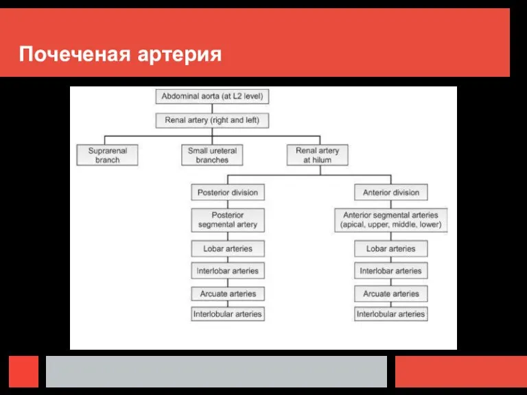 Почеченая артерия