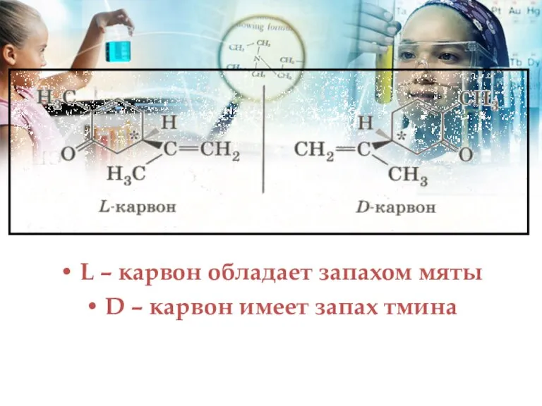 L – карвон обладает запахом мяты D – карвон имеет запах тмина