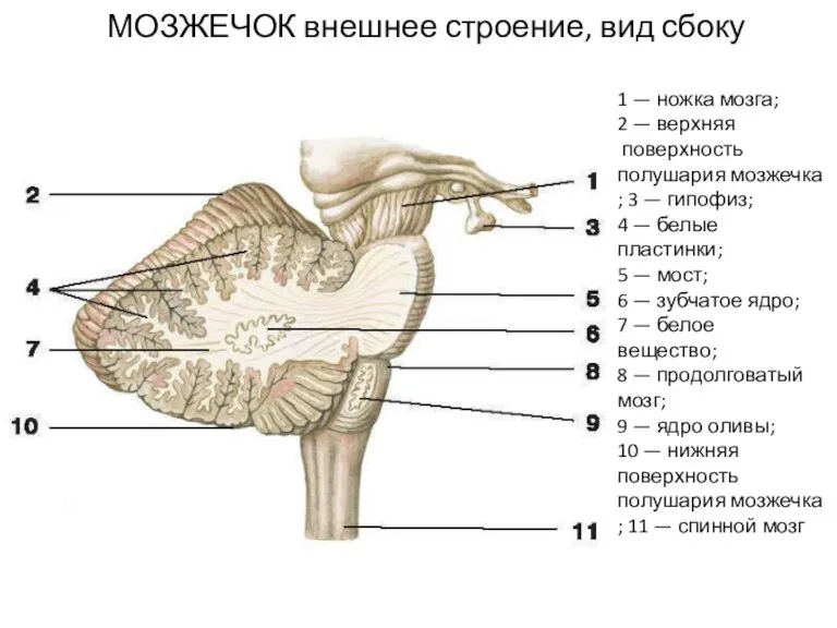 МОЗЖЕЧОК внешнее строение, вид сбоку 1 — ножка мозга; 2 — верхняя