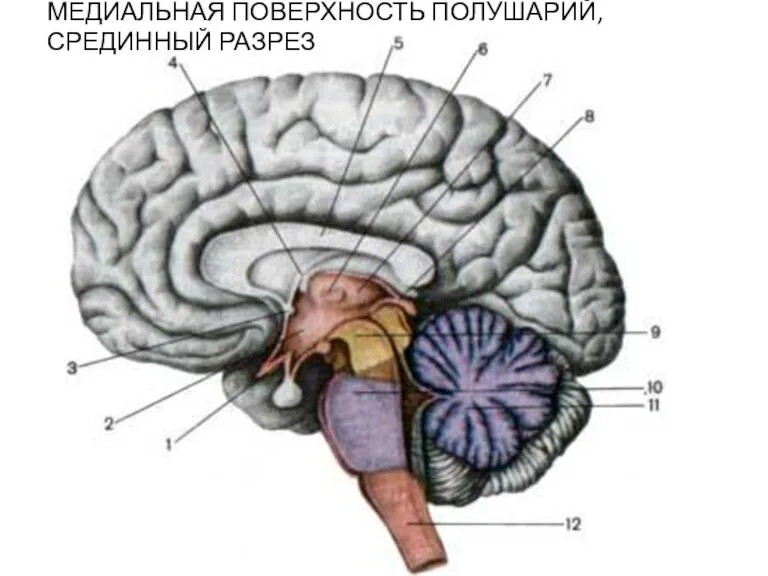 МЕДИАЛЬНАЯ ПОВЕРХНОСТЬ ПОЛУШАРИЙ, СРЕДИННЫЙ РАЗРЕЗ