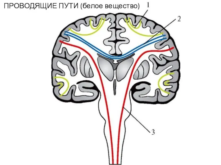 ПРОВОДЯЩИЕ ПУТИ (белое вещество)